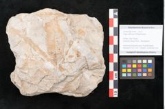 Foto (Detailansicht) von Fagus wilkinsoni Ettingshausen (NHMW-GEO-2024-0188-10145)